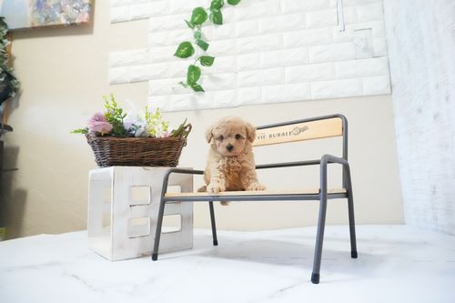 滋賀県のトイプードル(タイニー) (いっぷく湖南店/2025年11月25日生まれ/男の子/オレンジフォーン)の子犬の4枚目の画像