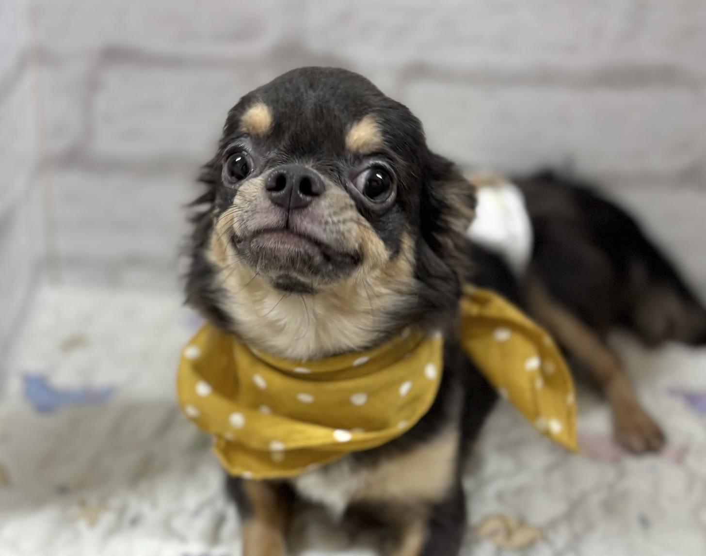 神奈川県のチワワ(ロング) (ペットアイランド海老名店/2025年3月7日生まれ/男の子/ブルータンホワイト)の子犬