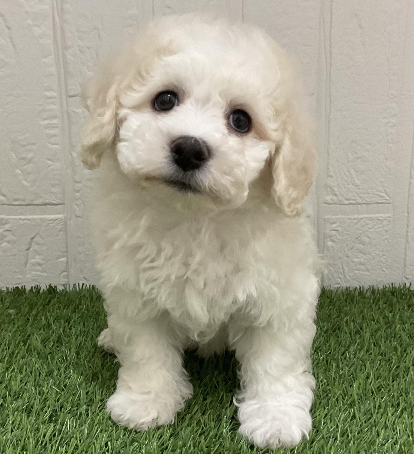 佐賀県のビションフリーゼ (ドッグズホーム佐賀店/2026年2月2日生まれ/男の子/ホワイト)の子犬