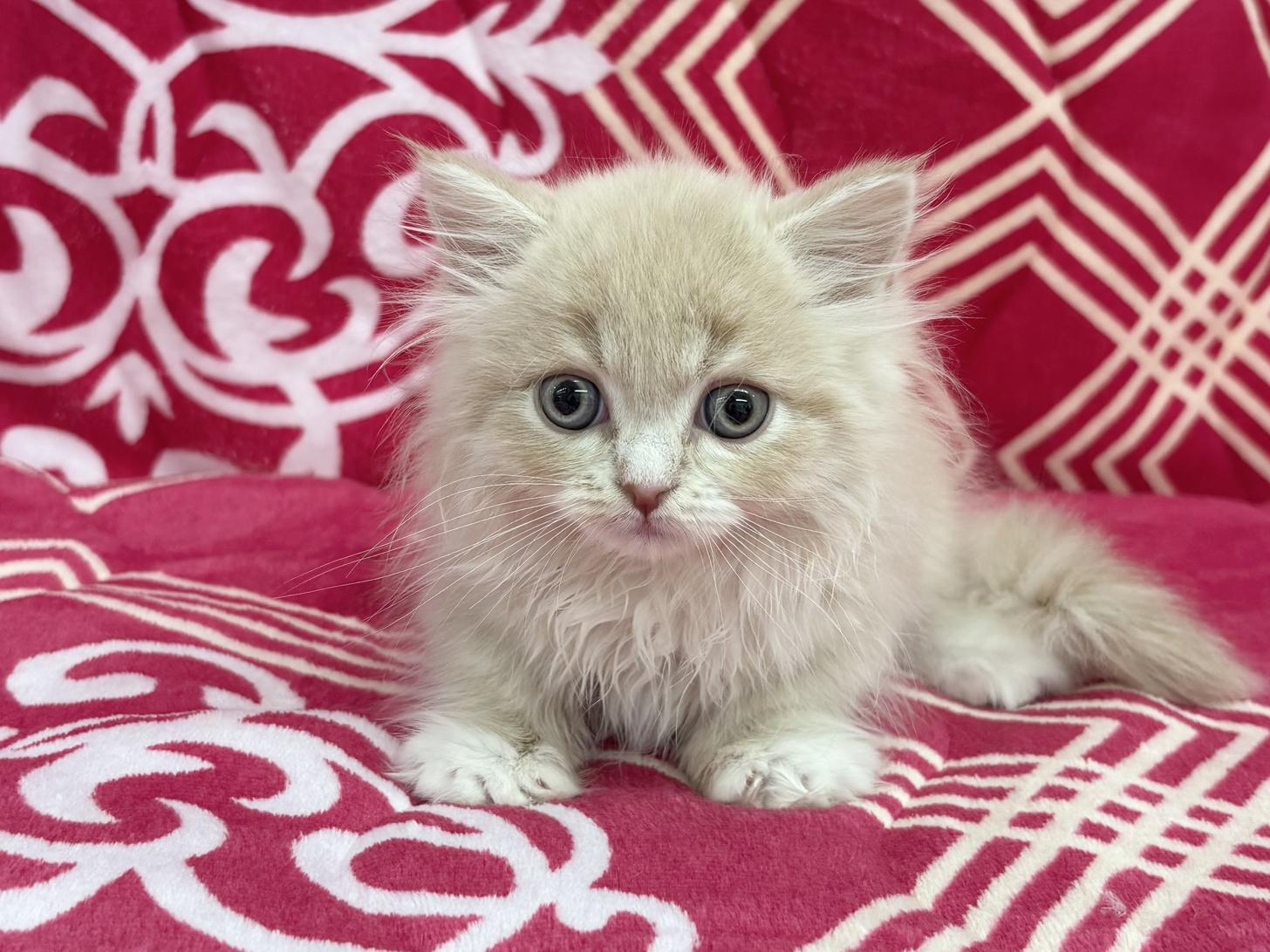 愛知県のマンチカン (ハピースペット春日井アミーゴ店/2026年1月19日生まれ/男の子/クリームタビーホワイト)の子猫の1枚目の画像