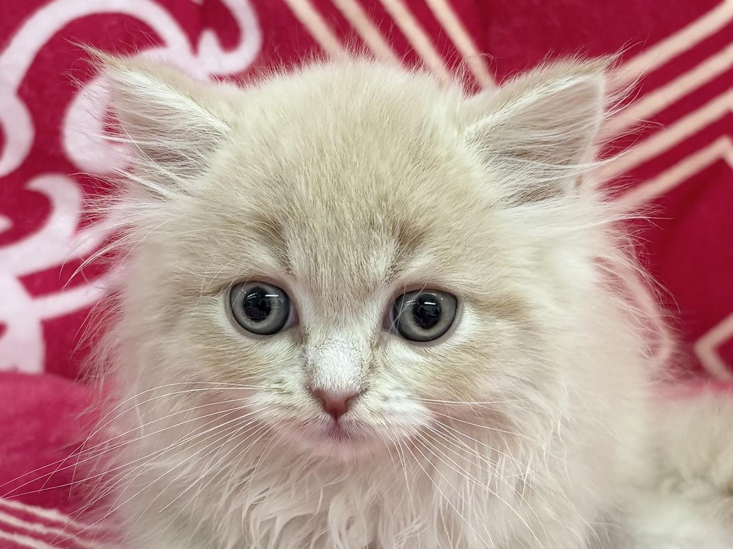 愛知県のマンチカン (ハピースペット春日井アミーゴ店/2026年1月19日生まれ/男の子/クリームタビーホワイト)の子猫の2枚目の画像