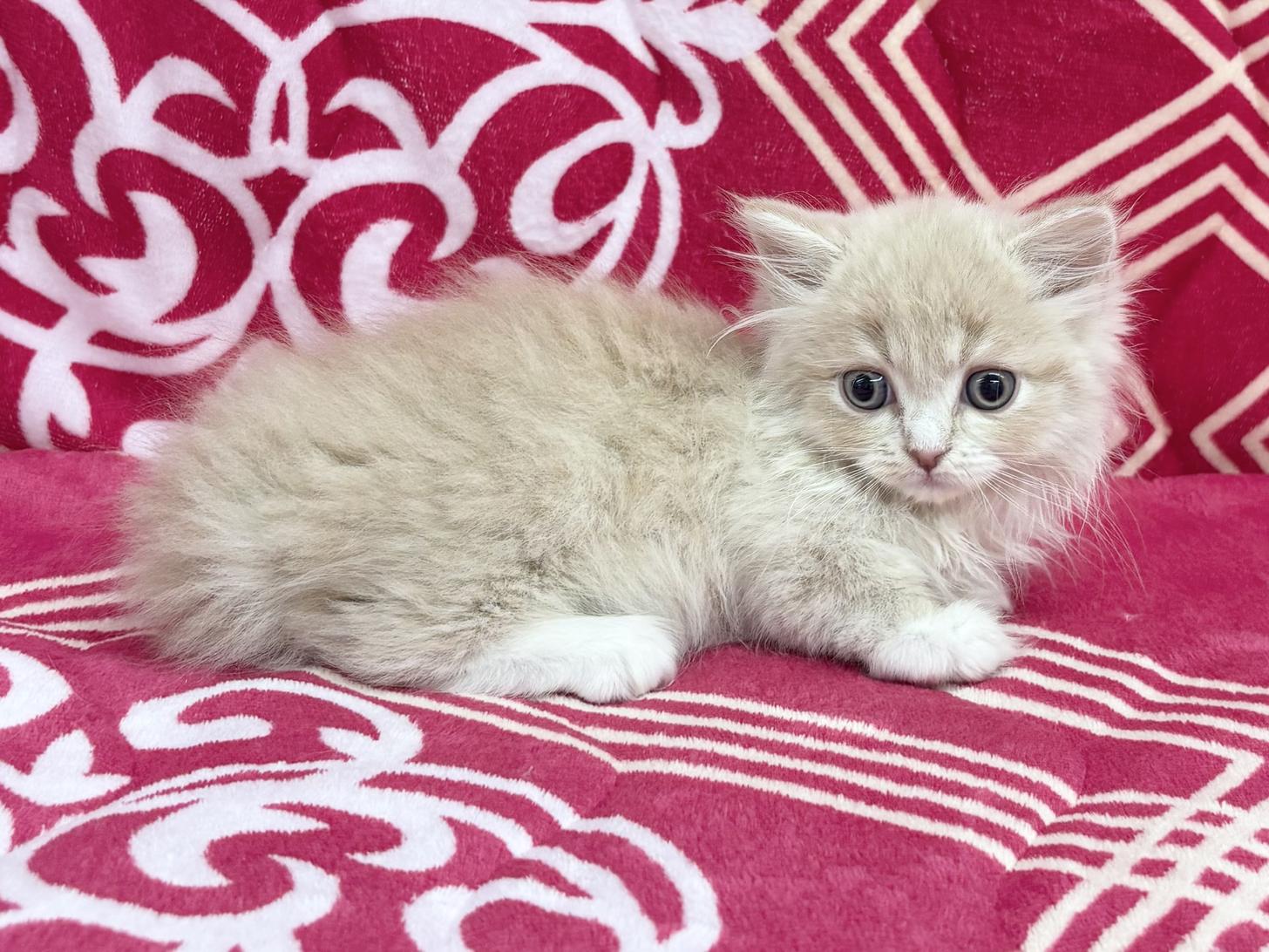 愛知県のマンチカン (ハピースペット春日井アミーゴ店/2026年1月19日生まれ/男の子/クリームタビーホワイト)の子猫の3枚目の画像