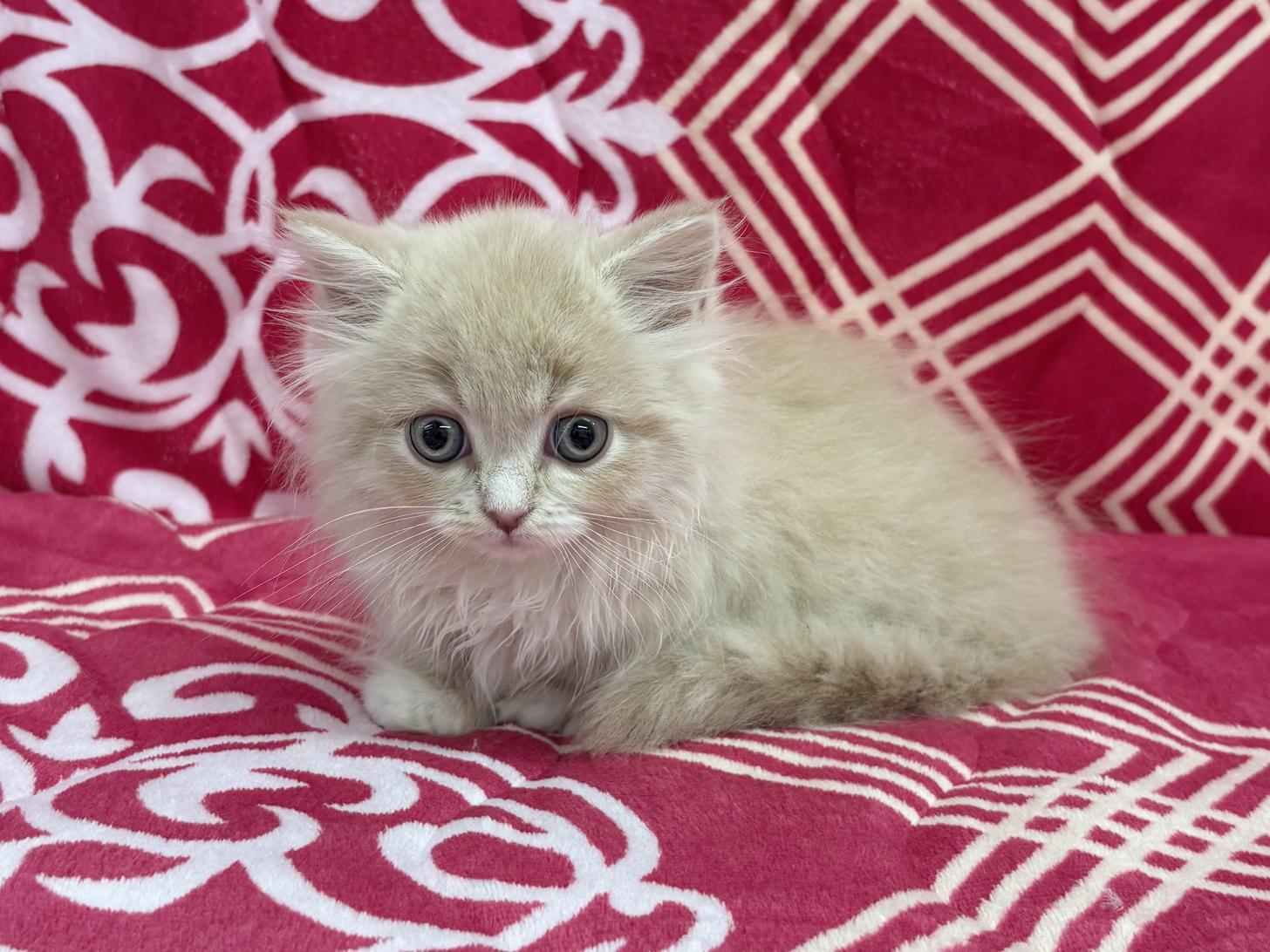 愛知県のマンチカン (ハピースペット春日井アミーゴ店/2026年1月19日生まれ/男の子/クリームタビーホワイト)の子猫の4枚目の画像