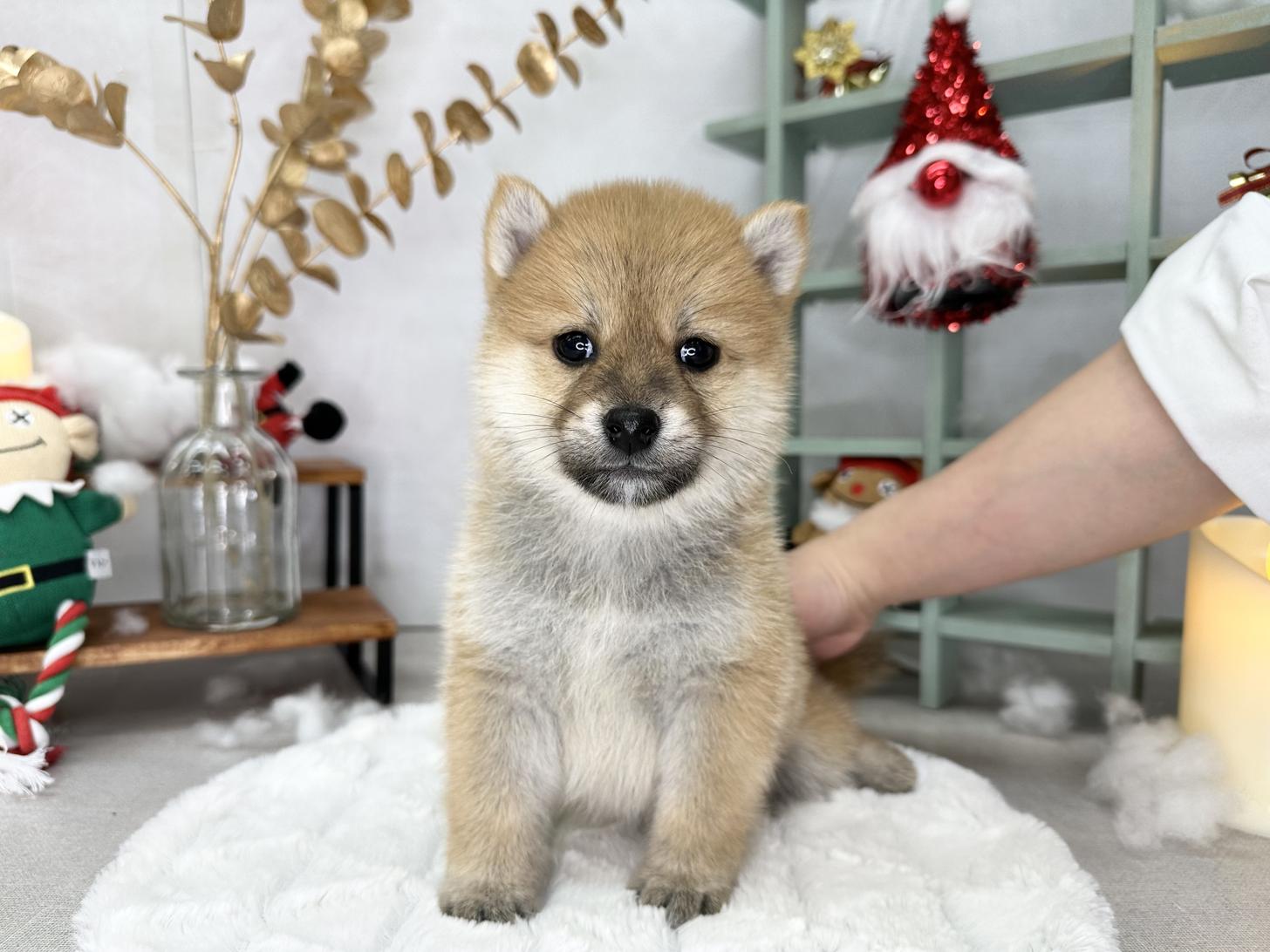 北海道の柴犬(標準サイズ) (ラブワンコ カインズ大曲店/2025年9月20日生まれ/女の子/赤)の子犬