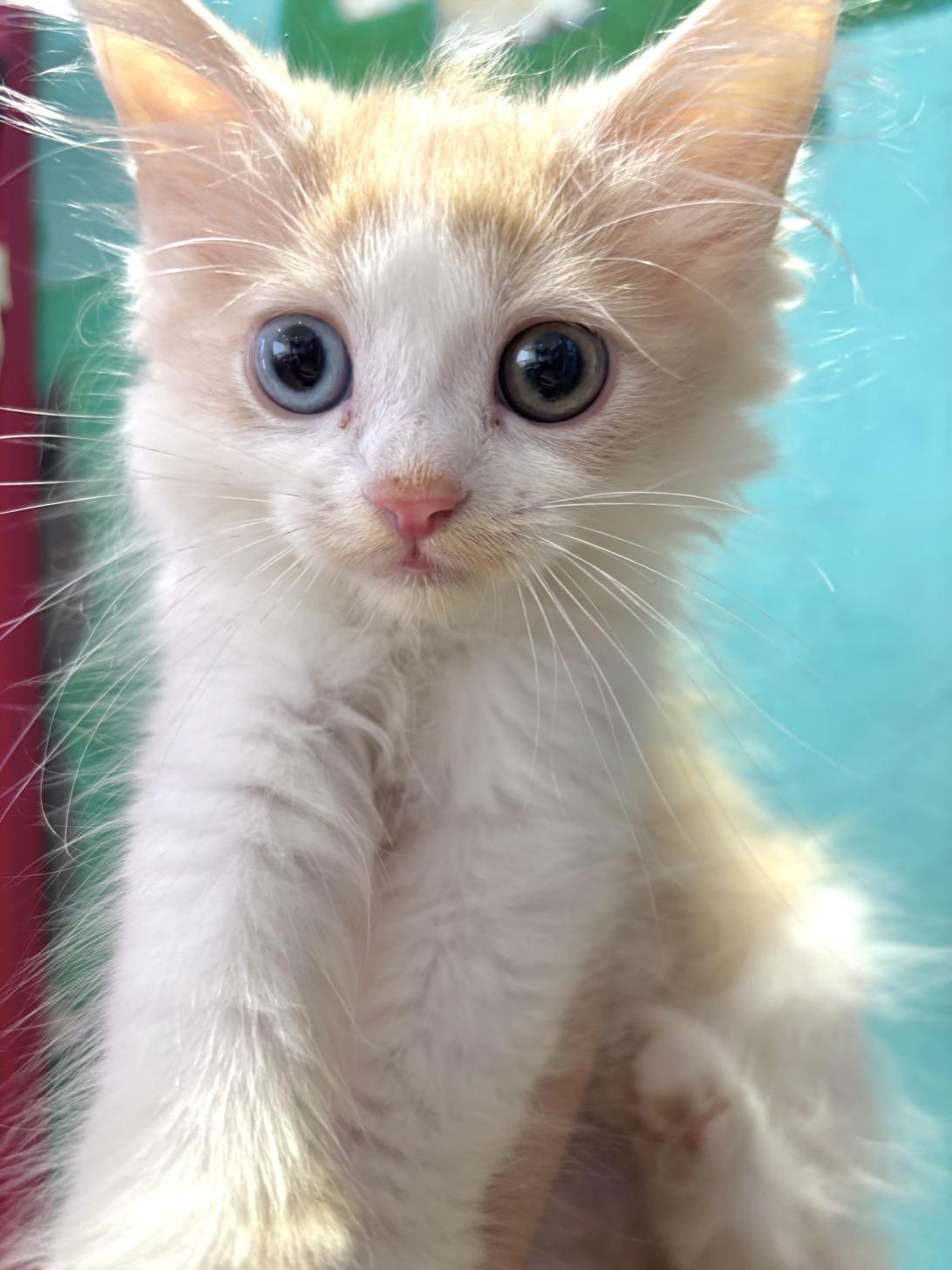 埼玉県のラガマフィン (ペッツスマイル南中野店/2025年9月13日生まれ/男の子/クリームタビーホワイト)の子猫の2枚目の画像