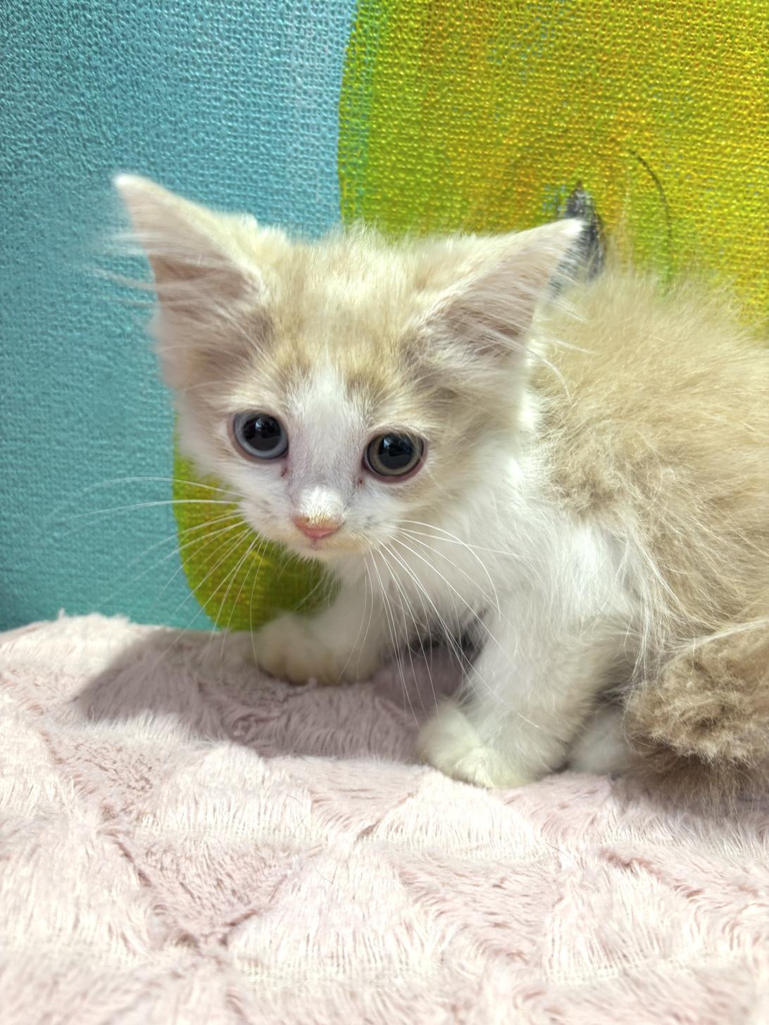 埼玉県のラガマフィン (ペッツスマイル南中野店/2025年9月13日生まれ/男の子/クリームタビーホワイト)の子猫の3枚目の画像
