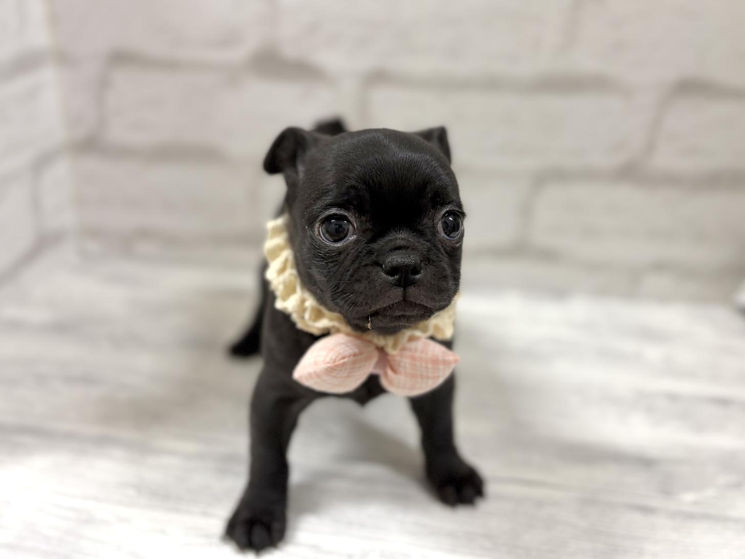 神奈川県のチワパグ/パグチー(チワワ×パグ) (ペットアイランド海老名店/2025年12月13日生まれ/女の子/ブラック)の子犬の3枚目の画像