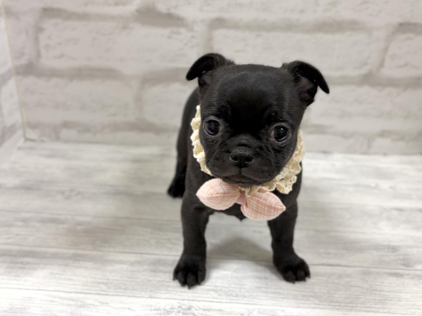 神奈川県のチワパグ/パグチー(チワワ×パグ) (ペットアイランド海老名店/2025年12月13日生まれ/女の子/ブラック)の子犬の4枚目の画像
