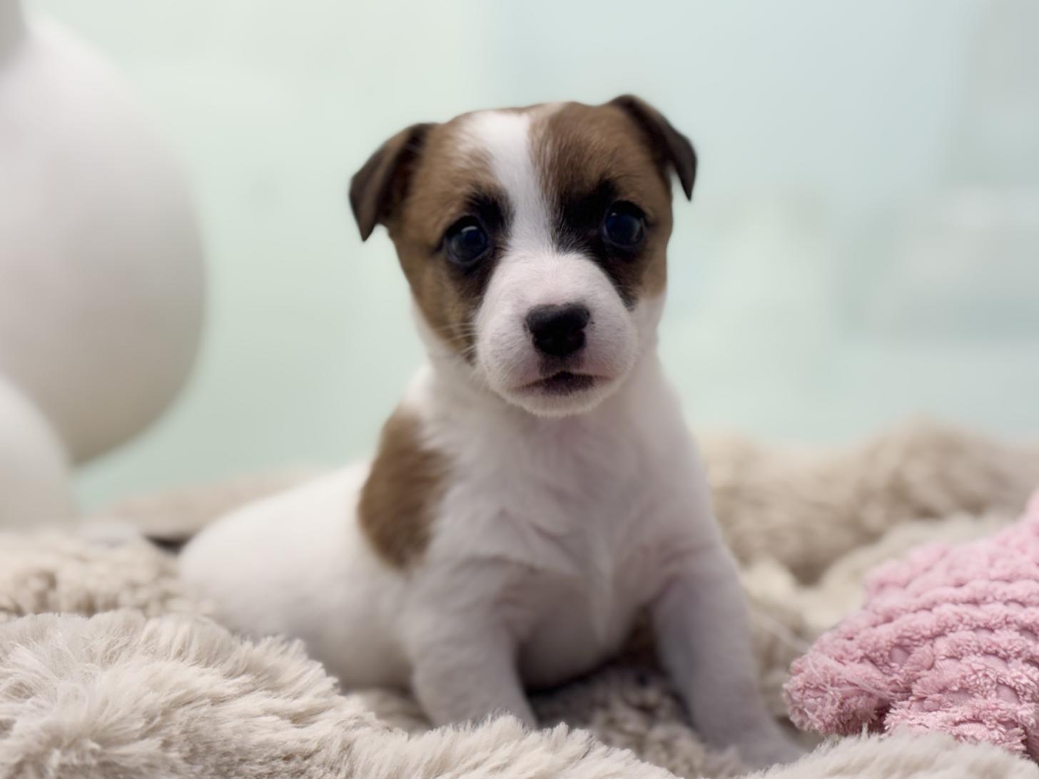 神奈川県のジャックラッセルテリア (Doggy Style 小田原店/2026年1月11日生まれ/女の子/ホワイトタン)の子犬の1枚目の画像