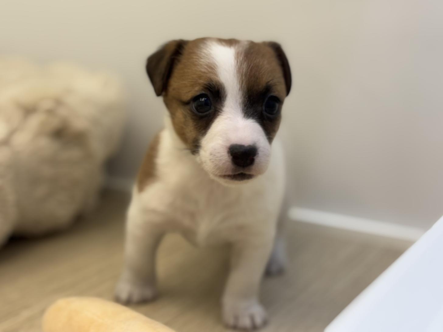 神奈川県のジャックラッセルテリア (Doggy Style 小田原店/2026年1月11日生まれ/女の子/ホワイトタン)の子犬の2枚目の画像