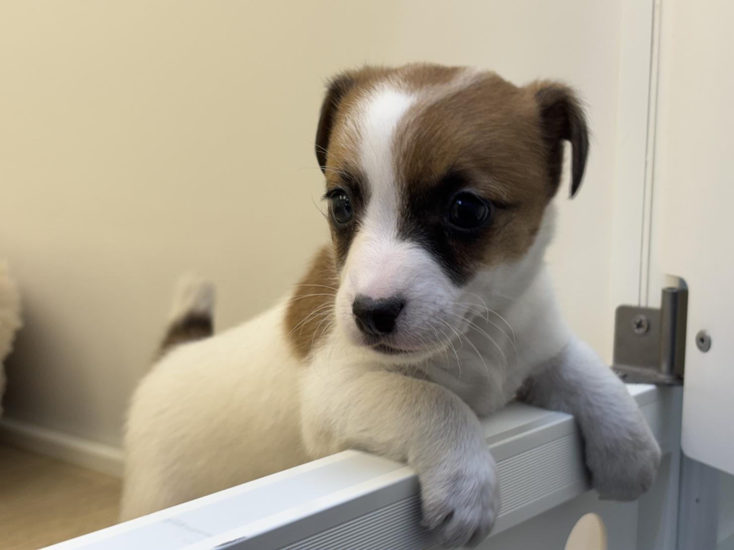 神奈川県のジャックラッセルテリア (Doggy Style 小田原店/2026年1月11日生まれ/女の子/ホワイトタン)の子犬の3枚目の画像