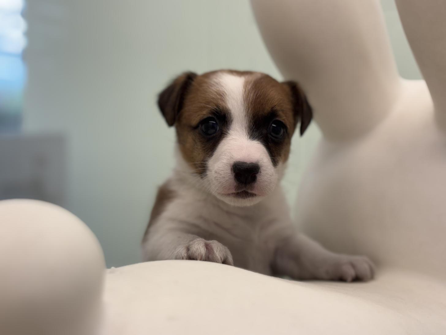 神奈川県のジャックラッセルテリア (Doggy Style 小田原店/2026年1月11日生まれ/女の子/ホワイトタン)の子犬の4枚目の画像