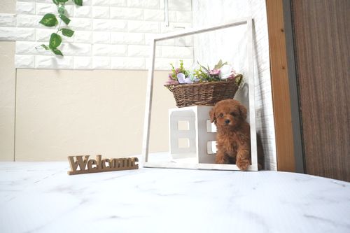 滋賀県のトイプードル(タイニー) (いっぷく湖南店/2025年10月1日生まれ/女の子/レッドフォーン)の子犬の1枚目の画像