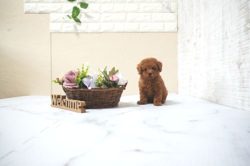 滋賀県のトイプードル(タイニー) (いっぷく湖南店/2025年10月1日生まれ/女の子/レッドフォーン)の子犬の2枚目の画像