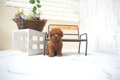 滋賀県のトイプードル(タイニー) (いっぷく湖南店/2025年10月1日生まれ/女の子/レッドフォーン)の子犬の4枚目の画像