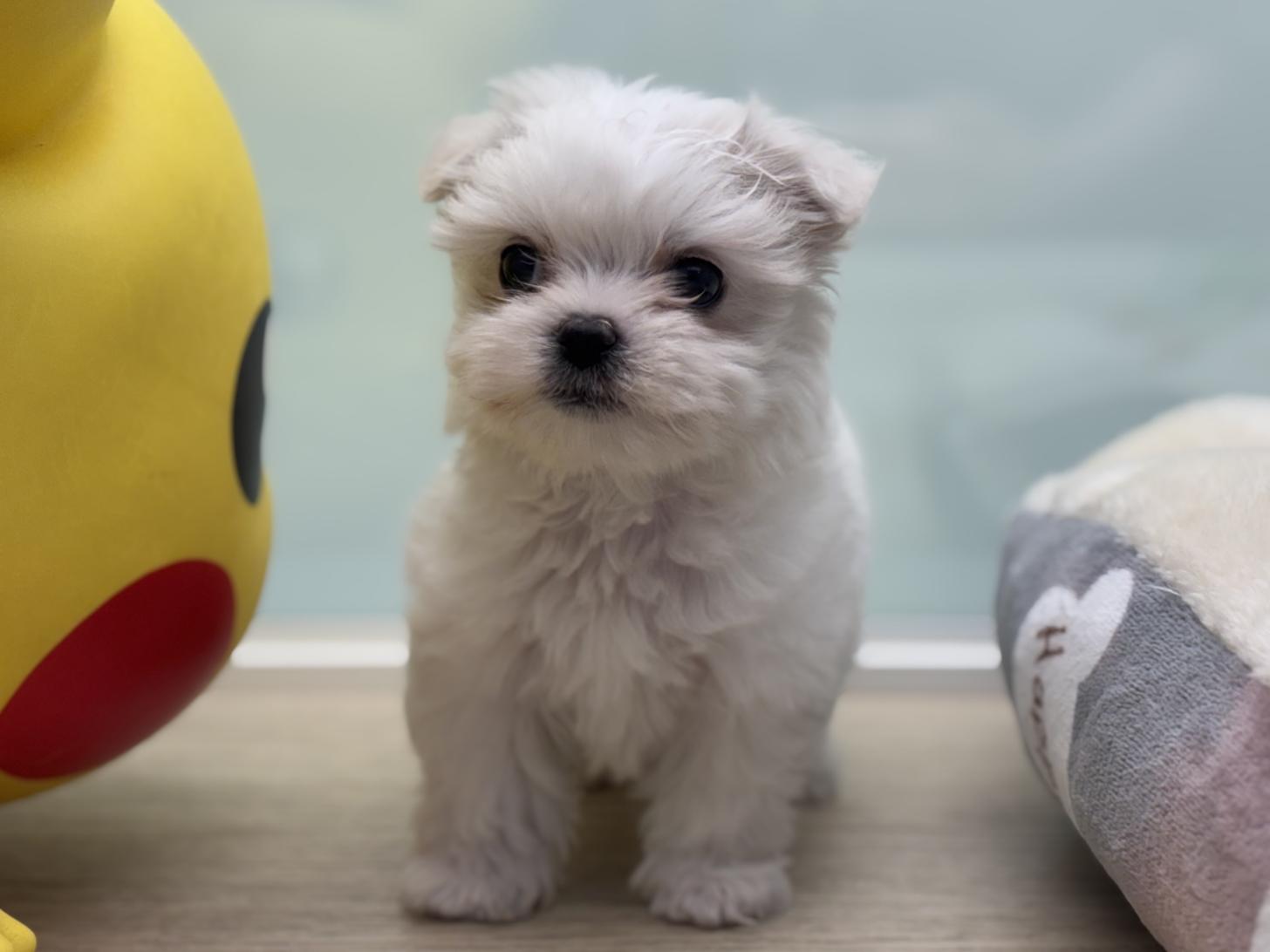 神奈川県のポメチワ/チワポメ/ポメチー(ポメラニアン×チワワ) (Doggy Style 小田原店/2025年12月21日生まれ/男の子/ホワイトクリーム)の子犬の1枚目の画像