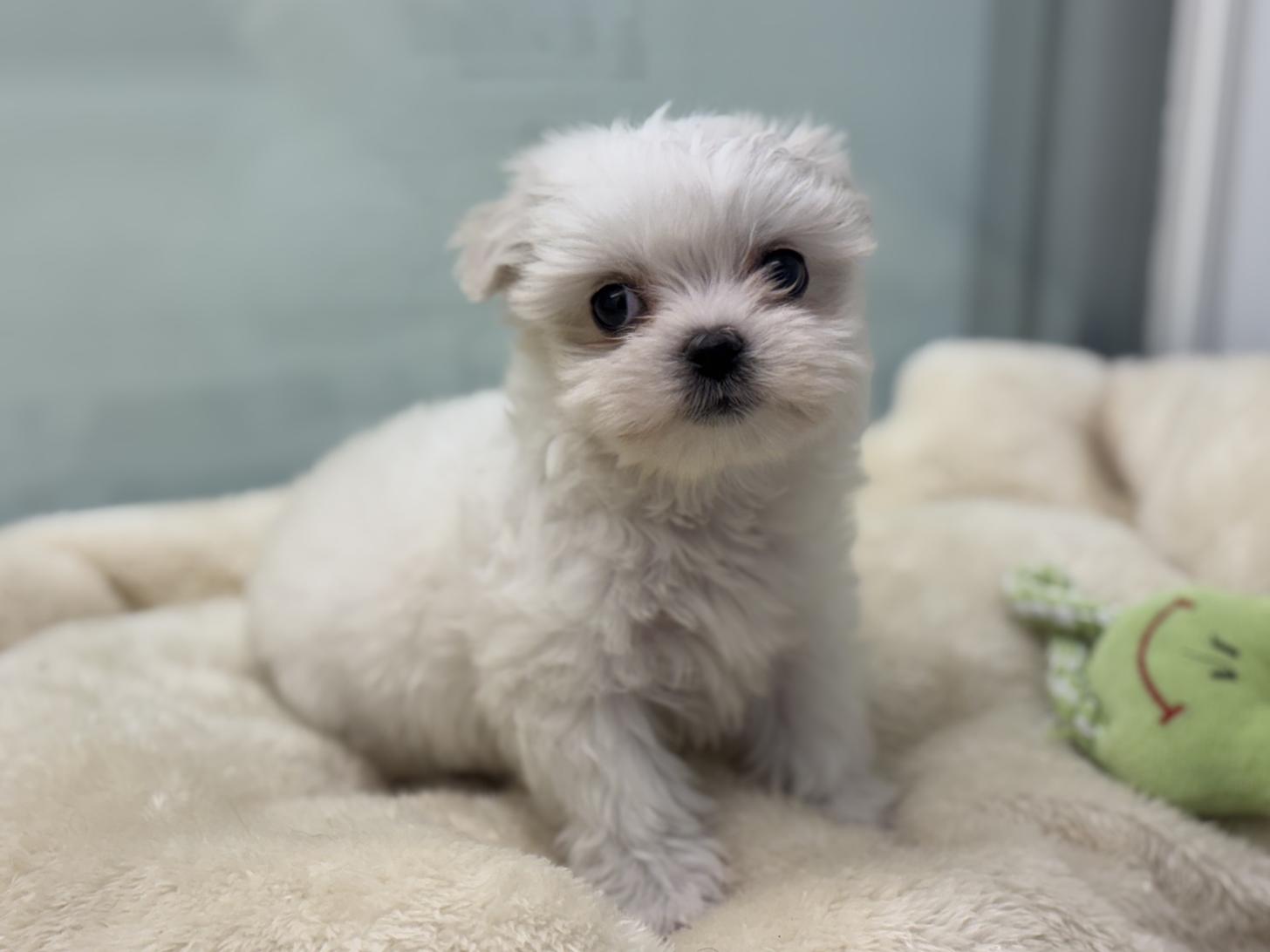 神奈川県のポメチワ/チワポメ/ポメチー(ポメラニアン×チワワ) (Doggy Style 小田原店/2025年12月21日生まれ/男の子/ホワイトクリーム)の子犬の2枚目の画像