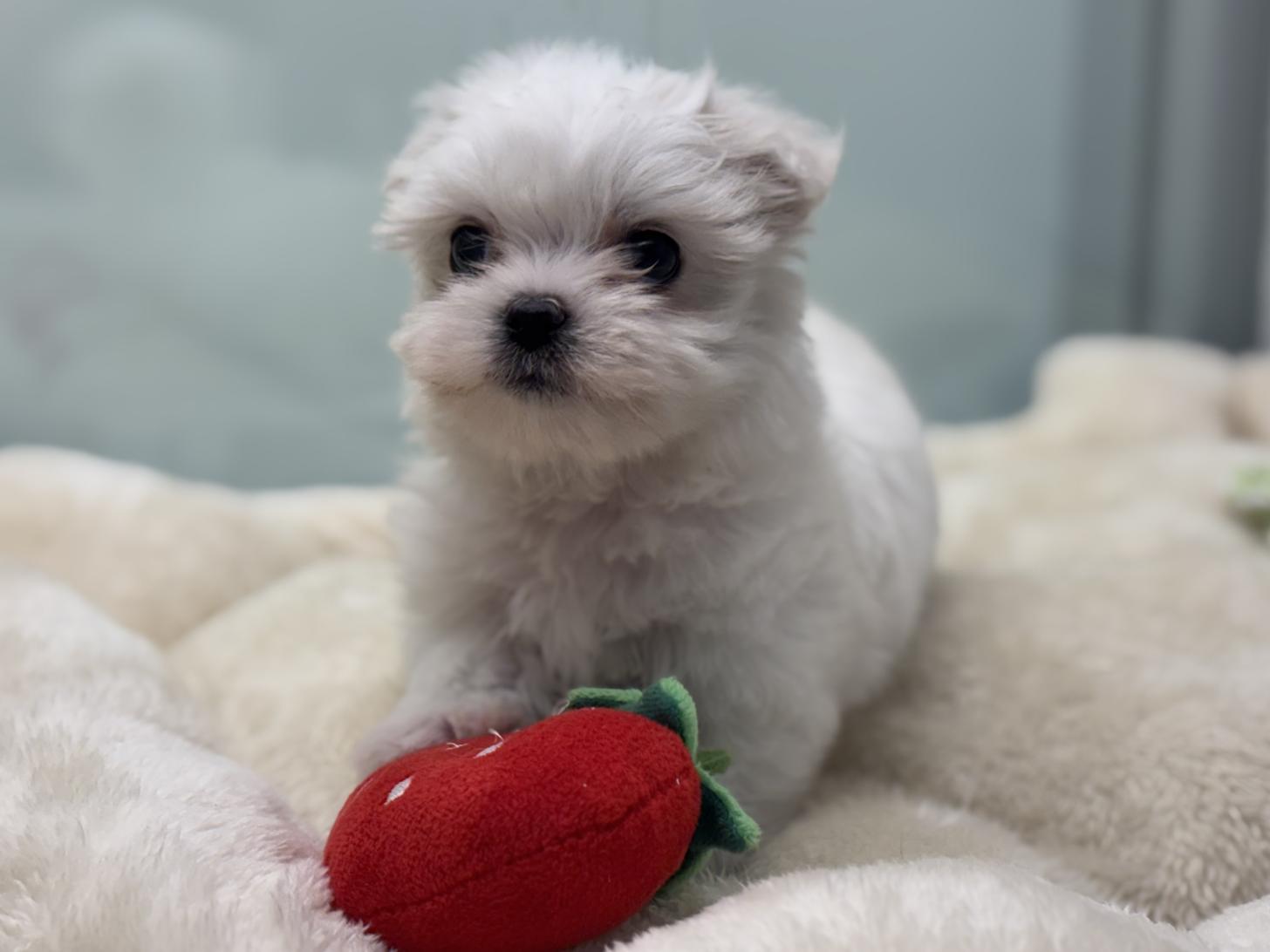 神奈川県のポメチワ/チワポメ/ポメチー(ポメラニアン×チワワ) (Doggy Style 小田原店/2025年12月21日生まれ/男の子/ホワイトクリーム)の子犬の3枚目の画像