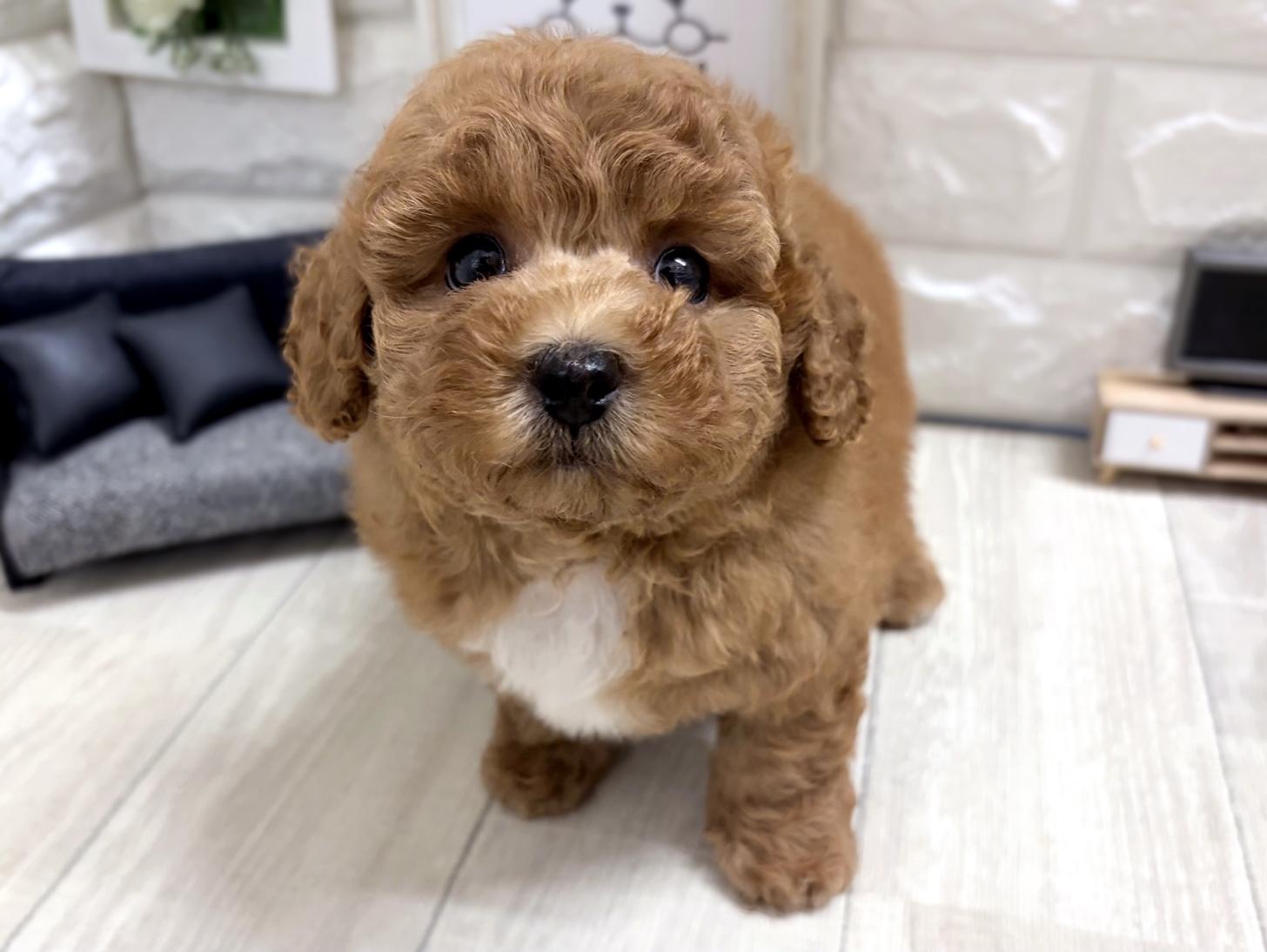 和歌山県のトイプードル(トイ) (DOGMAN和歌山店/2026年5月24日生まれ/男の子/レッド)の子犬の1枚目の画像