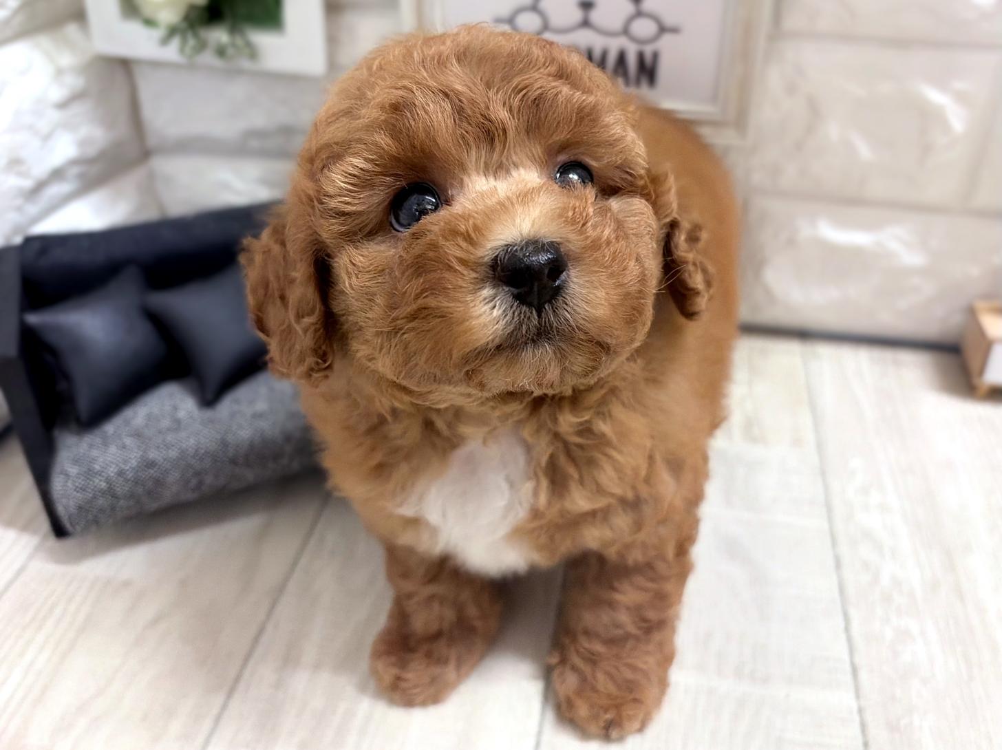 和歌山県のトイプードル(トイ) (DOGMAN和歌山店/2026年5月24日生まれ/男の子/レッド)の子犬の2枚目の画像