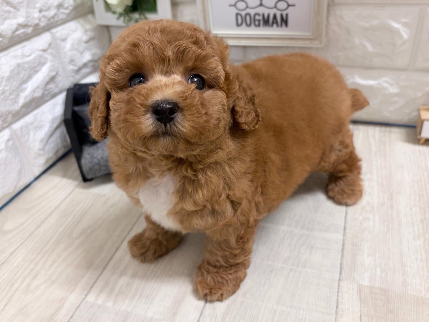 和歌山県のトイプードル(トイ) (DOGMAN和歌山店/2026年5月24日生まれ/男の子/レッド)の子犬の3枚目の画像