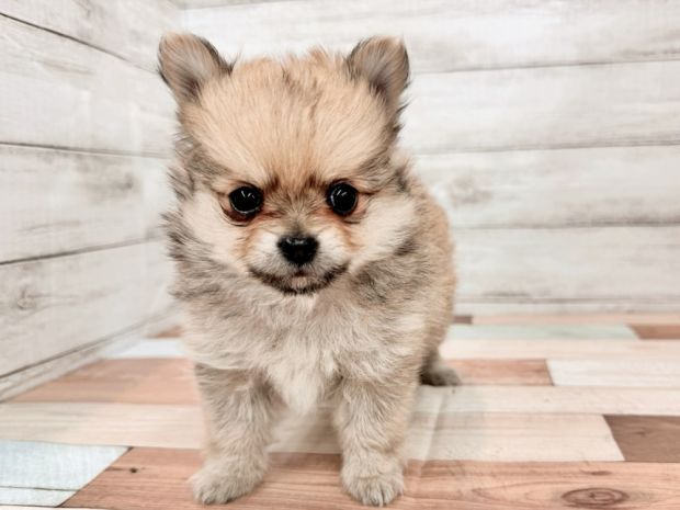新潟県のポメチワ/チワポメ/ポメチー(ポメラニアン×チワワ) (竹内ペット 新潟西店/2026年1月17日生まれ/男の子/フォーン)の子犬
