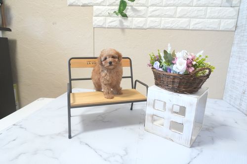 滋賀県のトイプードル(トイ) (いっぷく湖南店/2025年9月7日生まれ/女の子/レッドフォーン)の子犬の1枚目の画像