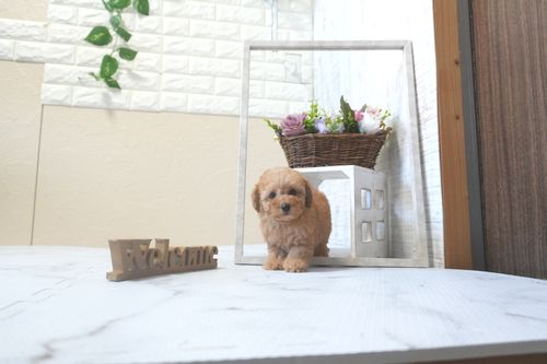 滋賀県のトイプードル(トイ) (いっぷく湖南店/2025年9月7日生まれ/女の子/レッドフォーン)の子犬の2枚目の画像