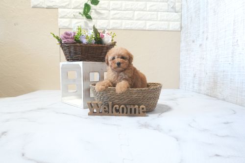 滋賀県のトイプードル(トイ) (いっぷく湖南店/2025年9月7日生まれ/女の子/レッドフォーン)の子犬の3枚目の画像