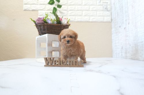 滋賀県のトイプードル(トイ) (いっぷく湖南店/2025年9月7日生まれ/女の子/レッドフォーン)の子犬の4枚目の画像