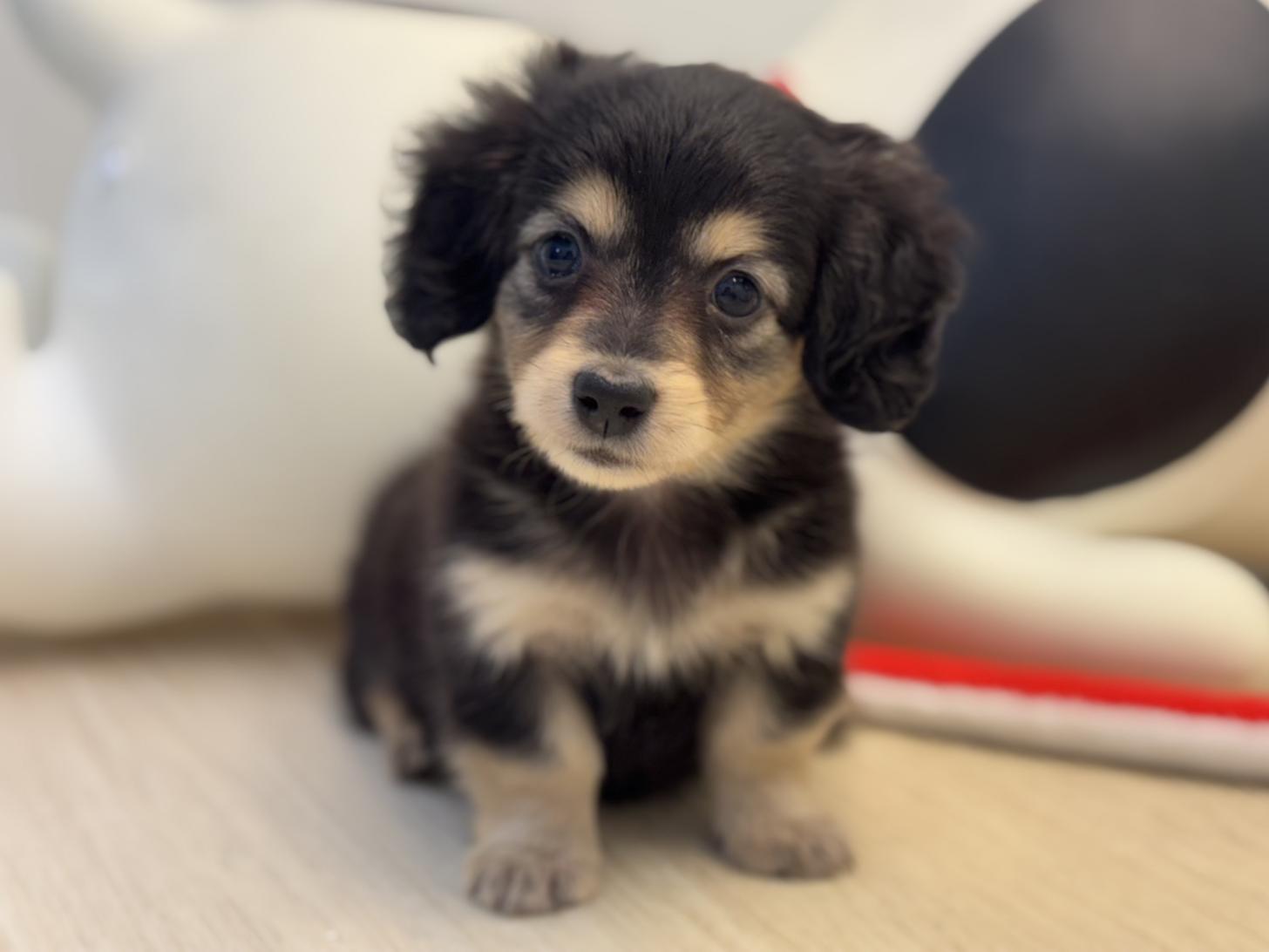 神奈川県のミニチュアダックスフンド(ロング) (Doggy Style 小田原店/2026年2月8日生まれ/女の子/ブラックタン)の子犬の1枚目の画像