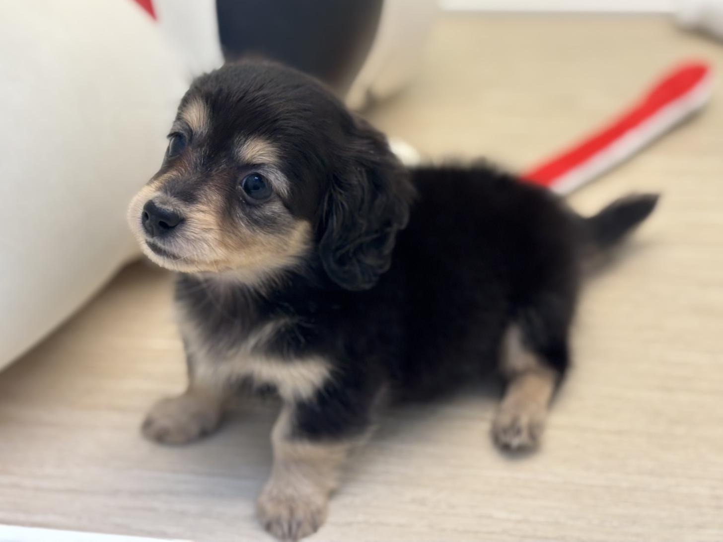 神奈川県のミニチュアダックスフンド(ロング) (Doggy Style 小田原店/2026年2月8日生まれ/女の子/ブラックタン)の子犬の2枚目の画像