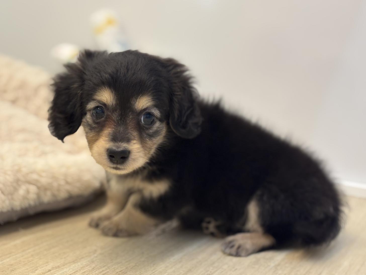 神奈川県のミニチュアダックスフンド(ロング) (Doggy Style 小田原店/2026年2月8日生まれ/女の子/ブラックタン)の子犬の3枚目の画像