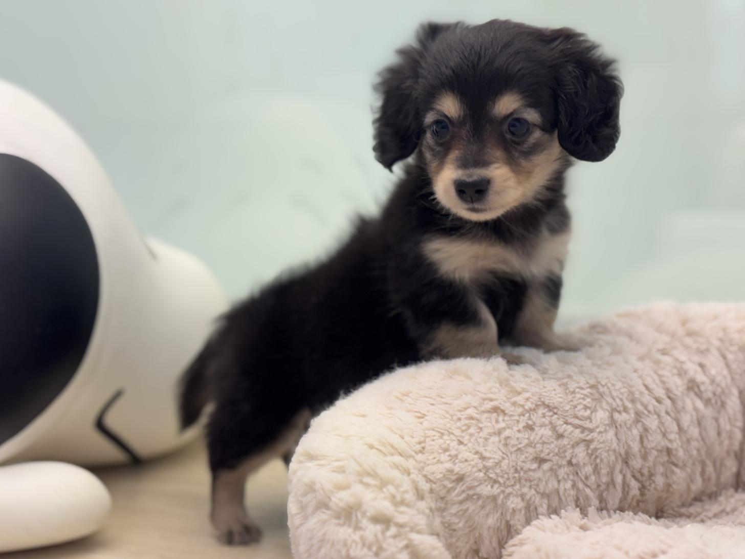 神奈川県のミニチュアダックスフンド(ロング) (Doggy Style 小田原店/2026年2月8日生まれ/女の子/ブラックタン)の子犬の4枚目の画像