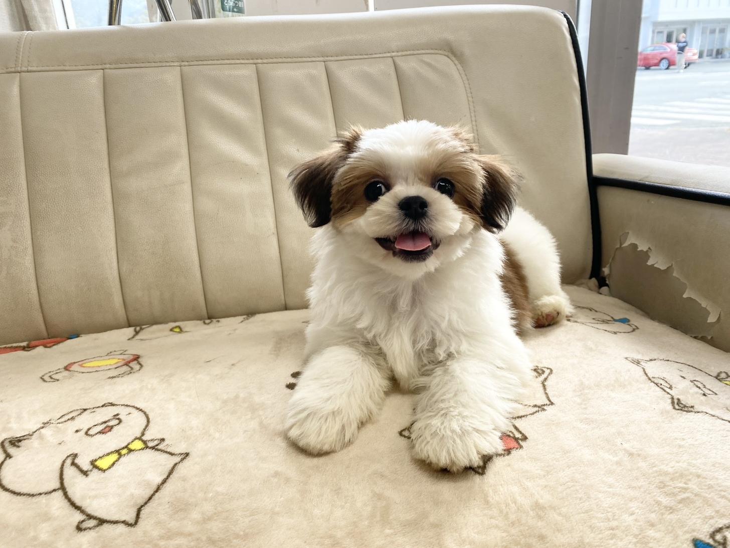 熊本県のチワズー/チワシーズ(チワワ×シーズー) (スタードッグス新熊本店/2025年7月21日生まれ/女の子/ゴールドホワイト)の子犬の1枚目の画像