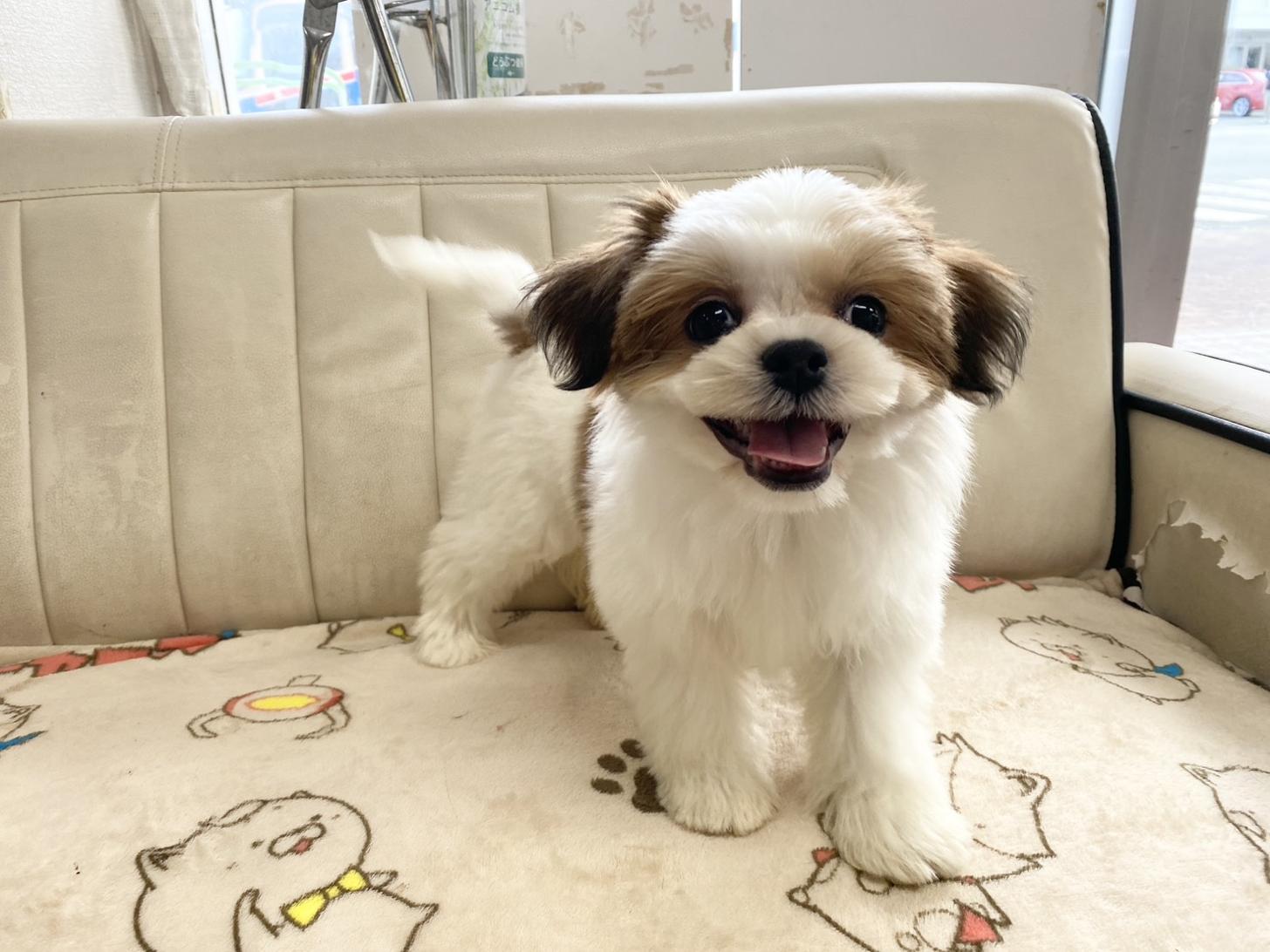 熊本県のチワズー/チワシーズ(チワワ×シーズー) (スタードッグス新熊本店/2025年7月21日生まれ/女の子/ゴールドホワイト)の子犬の2枚目の画像