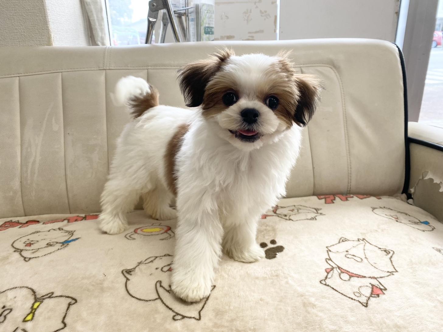 熊本県のチワズー/チワシーズ(チワワ×シーズー) (スタードッグス新熊本店/2025年7月21日生まれ/女の子/ゴールドホワイト)の子犬の3枚目の画像