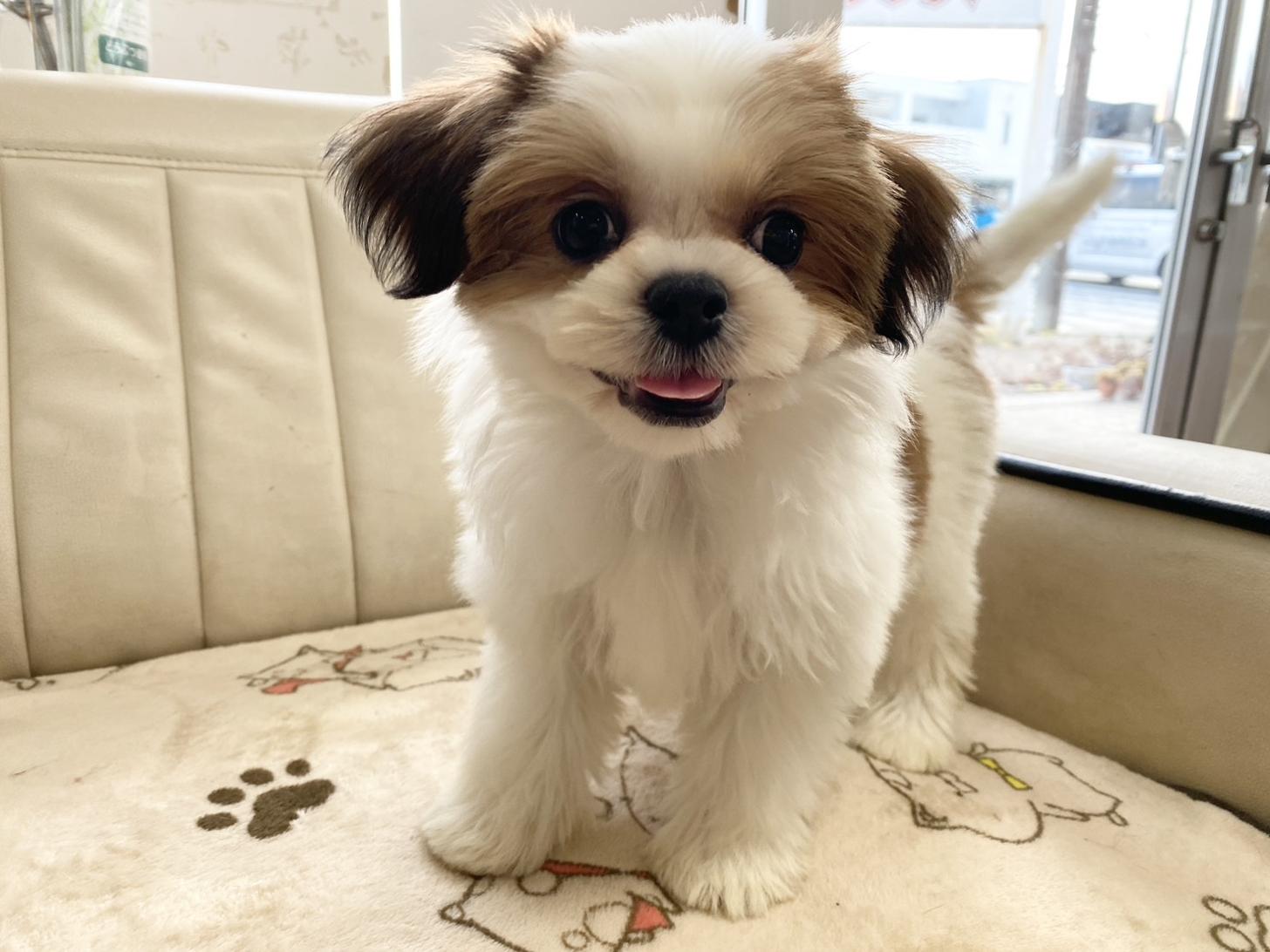 熊本県のチワズー/チワシーズ(チワワ×シーズー) (スタードッグス新熊本店/2025年7月21日生まれ/女の子/ゴールドホワイト)の子犬の4枚目の画像