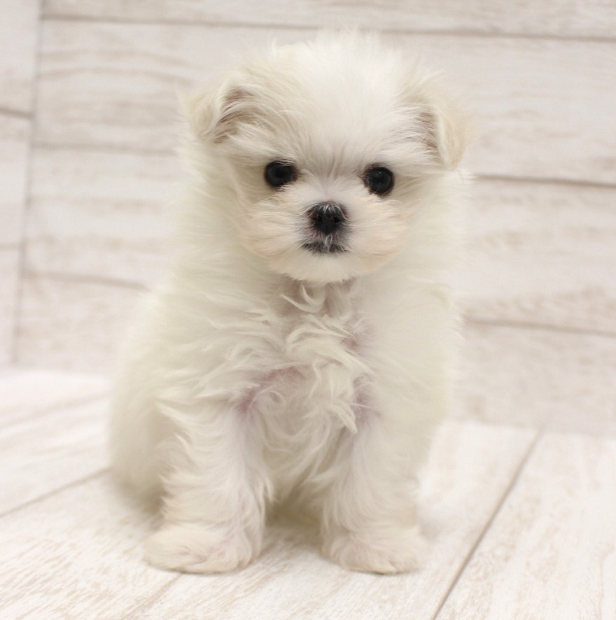 千葉県のマルチーズ (ペピカファミリー松戸店/2026年2月7日生まれ/女の子/ホワイト)の子犬の1枚目の画像
