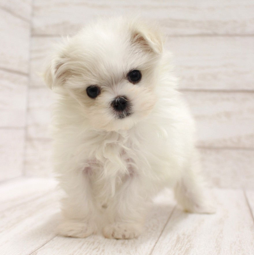 千葉県のマルチーズ (ペピカファミリー松戸店/2026年2月7日生まれ/女の子/ホワイト)の子犬の2枚目の画像