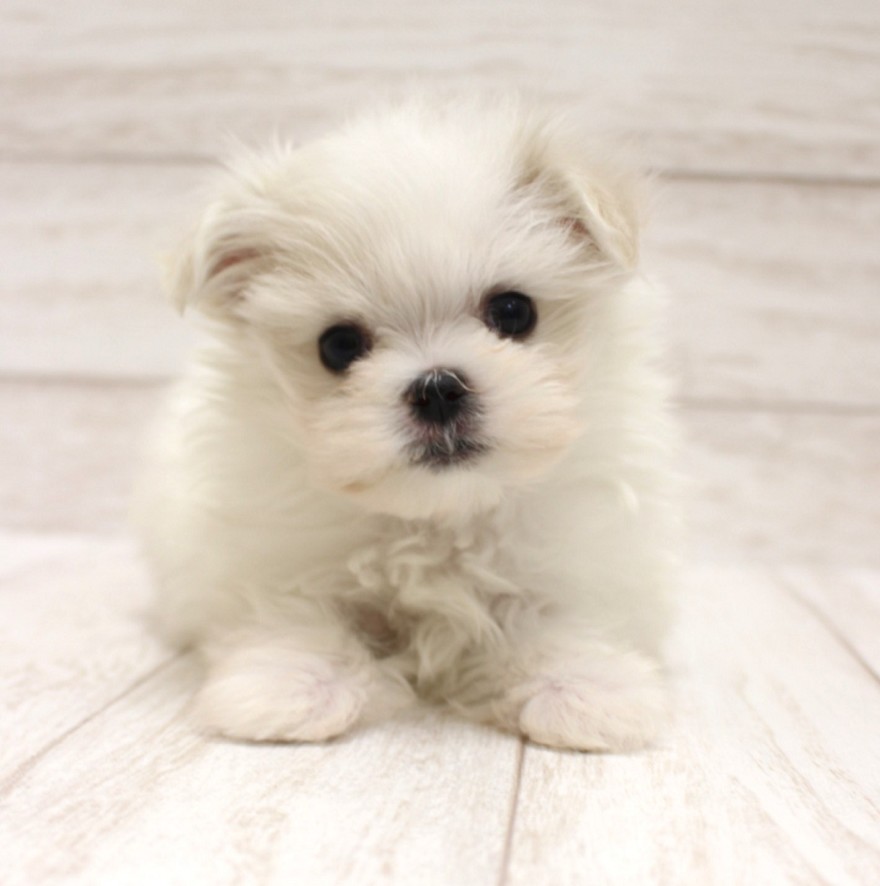 千葉県のマルチーズ (ペピカファミリー松戸店/2026年2月7日生まれ/女の子/ホワイト)の子犬の3枚目の画像