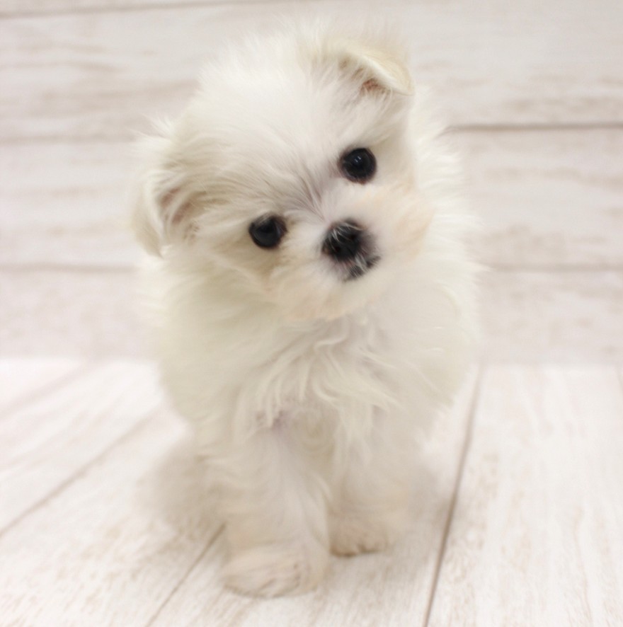 千葉県のマルチーズ (ペピカファミリー松戸店/2026年2月7日生まれ/女の子/ホワイト)の子犬の4枚目の画像
