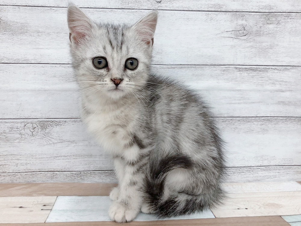 新潟県のミヌエット (竹内ペット 白根店/2026年1月25日生まれ/女の子/シルバーパッチドタビー)の子猫の1枚目の画像