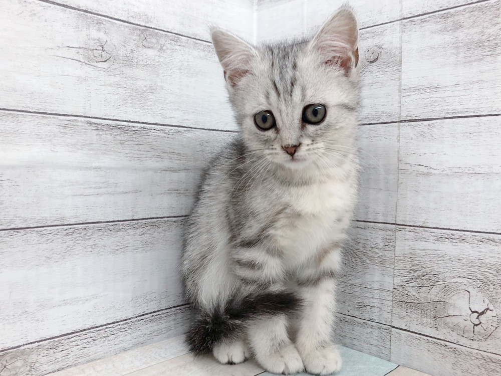 新潟県のミヌエット (竹内ペット 白根店/2026年1月25日生まれ/女の子/シルバーパッチドタビー)の子猫の2枚目の画像