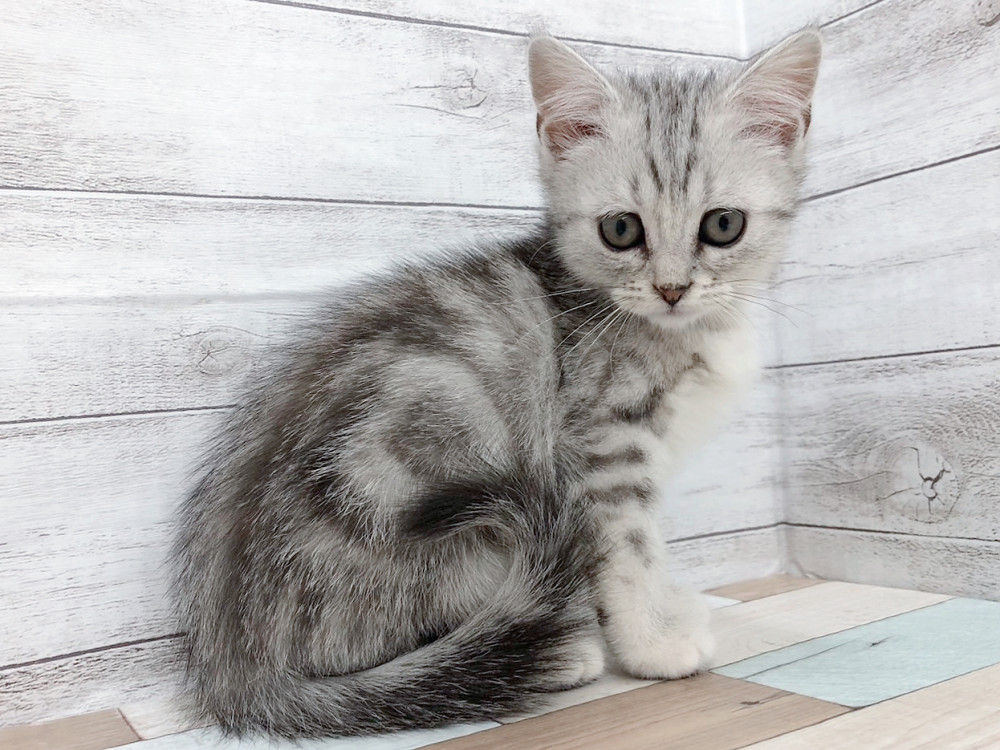 新潟県のミヌエット (竹内ペット 白根店/2026年1月25日生まれ/女の子/シルバーパッチドタビー)の子猫の3枚目の画像