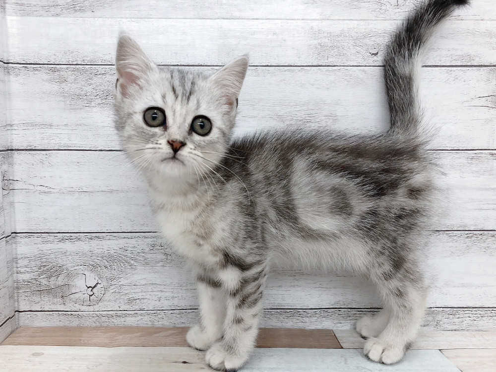 新潟県のミヌエット (竹内ペット 白根店/2026年1月25日生まれ/女の子/シルバーパッチドタビー)の子猫の4枚目の画像