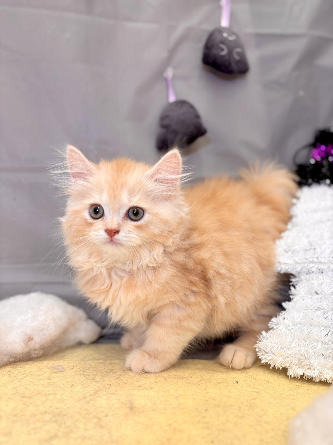 北海道のマンチカン (ラブワンコ平岸店/2025年8月29日生まれ/男の子/カメオタビー)の子猫