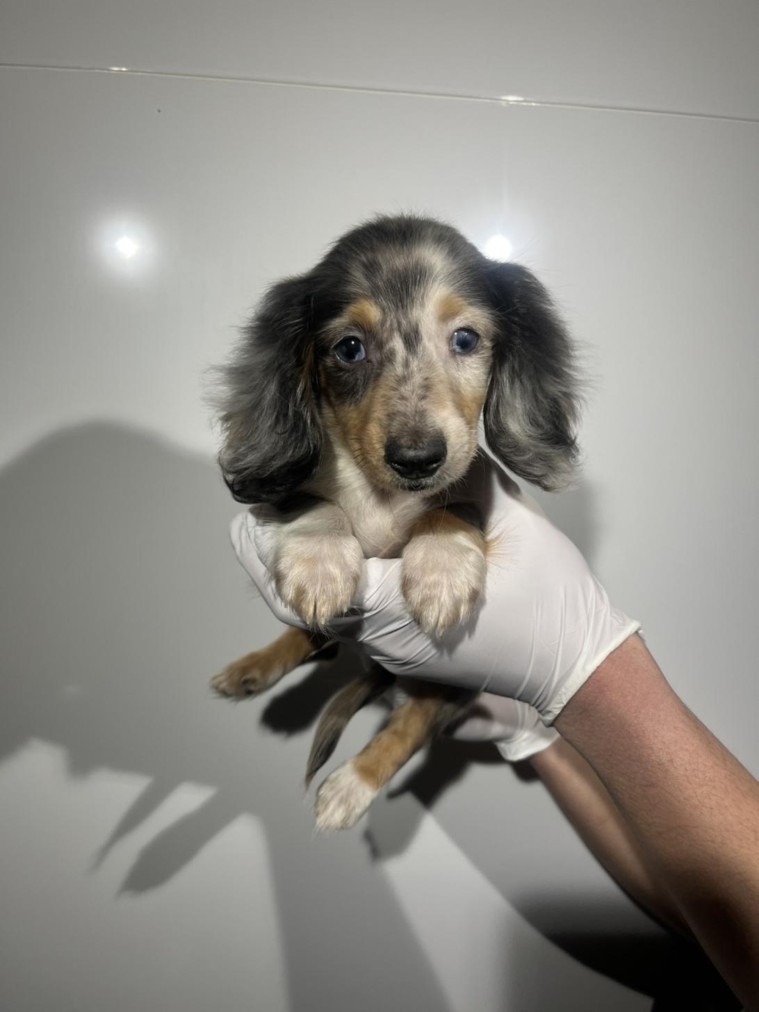 埼玉県のカニンヘンダックスフンド(ロング) (ペッツスマイル南中野店/2025年12月3日生まれ/男の子/シルバーダップル)の子犬の1枚目の画像