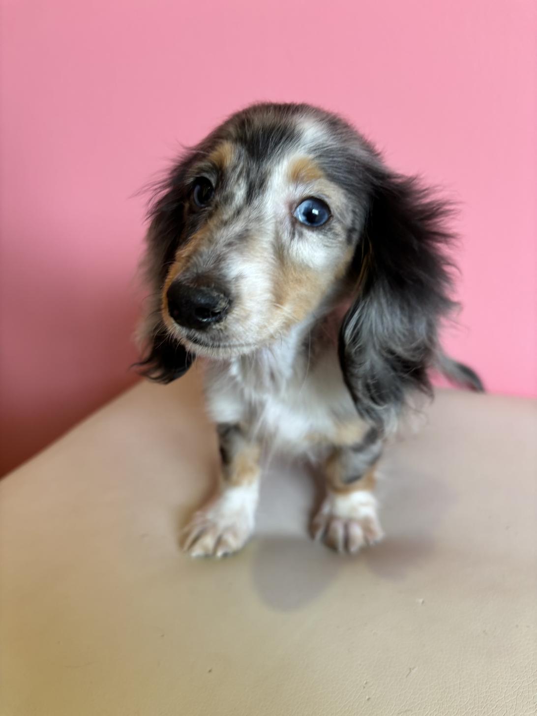 埼玉県のカニンヘンダックスフンド(ロング) (ペッツスマイル南中野店/2025年12月3日生まれ/男の子/シルバーダップル)の子犬の1枚目の画像