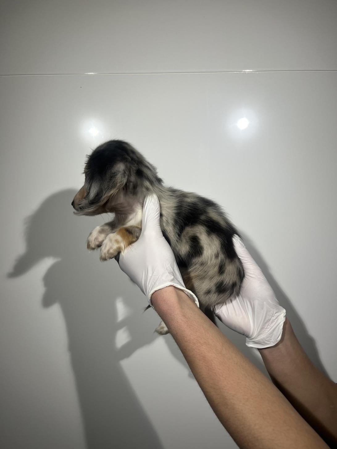 埼玉県のカニンヘンダックスフンド(ロング) (ペッツスマイル南中野店/2025年12月3日生まれ/男の子/シルバーダップル)の子犬の2枚目の画像